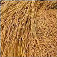 Natural Paddy Rice