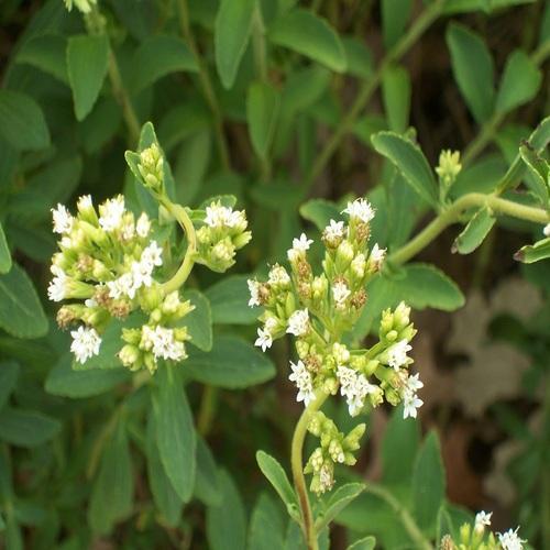 Stevia Rebaudiana