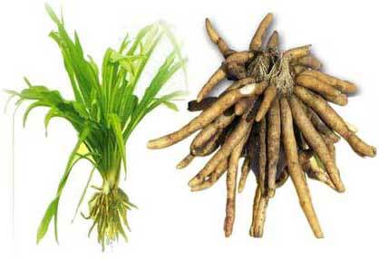 Safed Musli