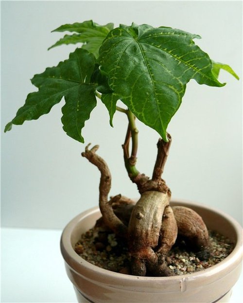 Ipomoea Digitata