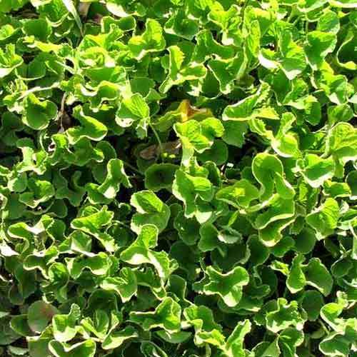Indian Pennywort
