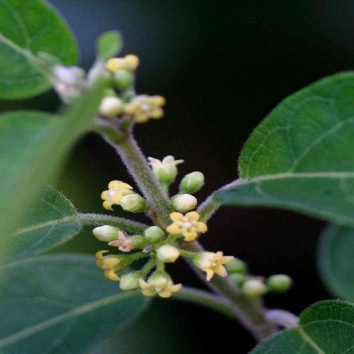 Gymnema Sylvestre