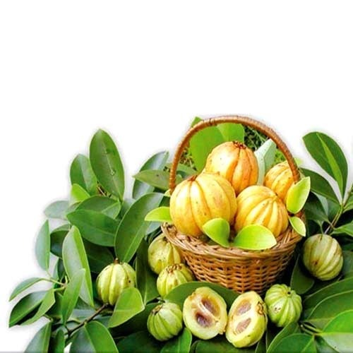 Garcinia