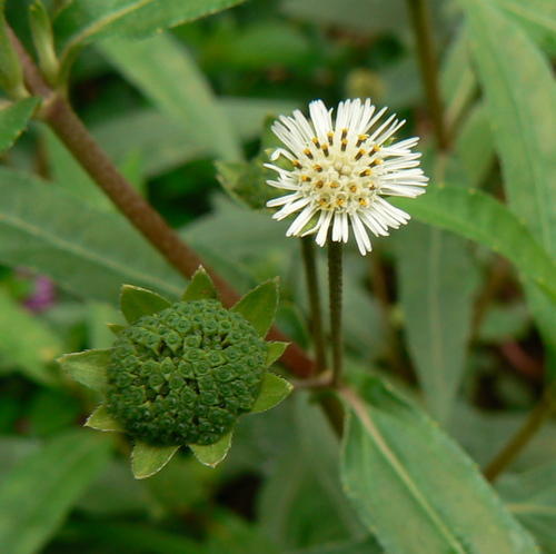 Eclipta Alba