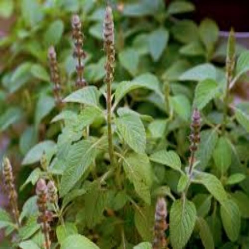 Coleus Forskolin