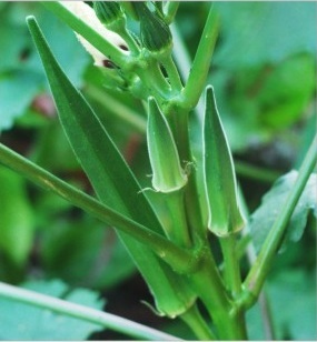 Hyb. ananya gold 2002