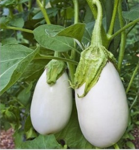 Hyb. White Gold - White, Hybrid Eggplant, 1000-1200mm | Bushy Plants, Strong Growth, Oval Fruits, Harvest 60-65 Days