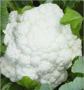Hyb. Starlite - White Curd, 500-600g | Erect Plant, Open Frame, 55-60 Days Maturity, Disease Resistant
