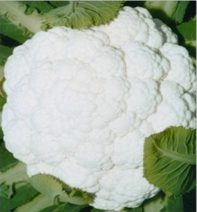 Hyb. Sheetal - White Dome Curd 1.25-1.75kg, Fully Blanched, Fast Maturing Cauliflower