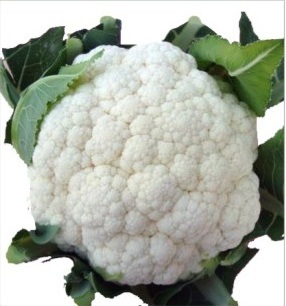 Early Kunwary - Creamy White, 600-700g | Compact Plant, Fast Maturity, Firm Texture