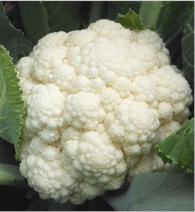 Aghanee - White Cauliflower, 1.0-1.2kg, 70-75 Days Maturity | Spreading Growth, Green Foliage, Good Self Blanching, Large Uniform Round Curd
