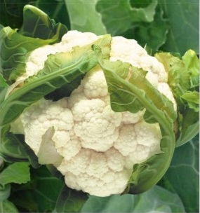 Real Snowball