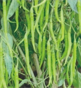 Hyb. Green Tej