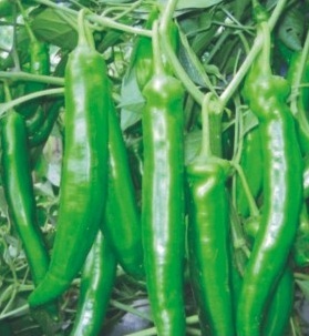 Hyb. Green Star - 16-18cm Length
