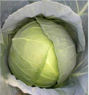 Hyb. Real Ball - 15-25 cm, Green Cabbage | Fresh, Crisp, Nutrient-Rich, Versatile, Healthy