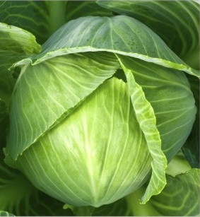 Hyb. Super Challenger - Green, Medium Head Size | High Yield, Disease Resistant, Fast Growth, Crisp Leaves