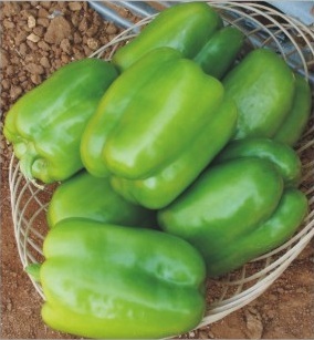 California Wonder(IMP) - Large Blocky Green, 200g | High Yield, Thick Walls, Sweet Taste, Disease Resistant, Easy to Grow