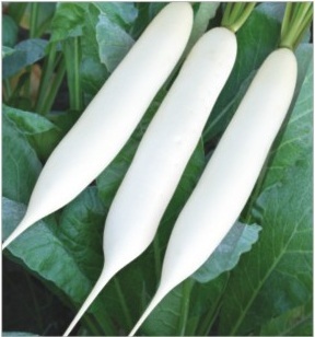 Supriya (Palakpatta) - White, 3-5cm Diameter, 20-30cm Length | High Yield, Fast Growth, Disease Resistant, Nutritious