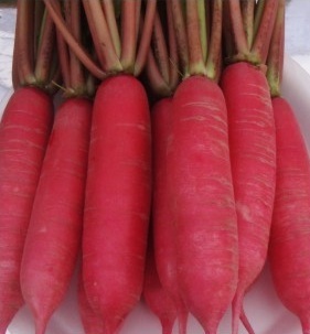 Chinese Pink - 10-15cm Length, 2-3cm Diameter, Red | Vibrant Color, Spicy Taste, Crisp Texture, Easy to Grow, High Yield