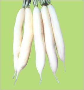 Hyb. Super Early-303 - White, 15-20 cm Radish Seed | Fast Growth, Early Maturity, High Yield, Disease Resistant