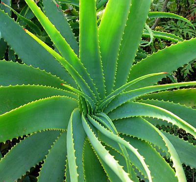 Aloevera