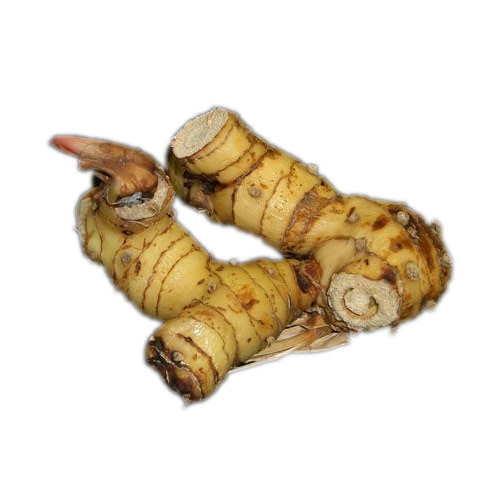 Alpinia Galanga