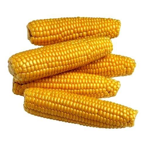 Yellow Maize