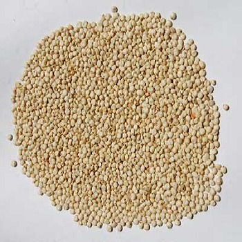 Sorghum