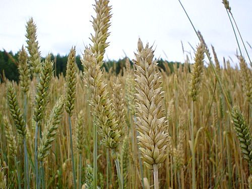 Ground Wheat