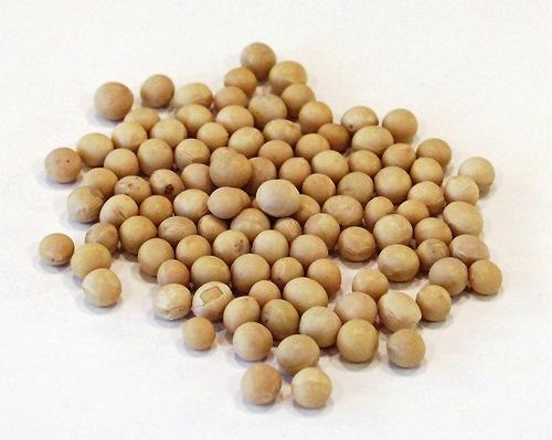 Soybean Seeds