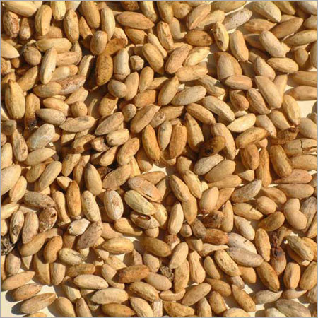 Dryed Neem Seeds