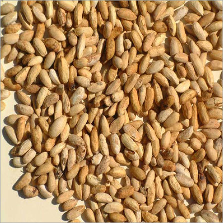 Organic Neem Seeds