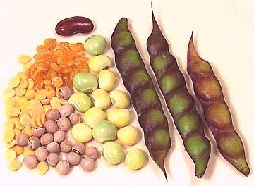 Pigeon Peas