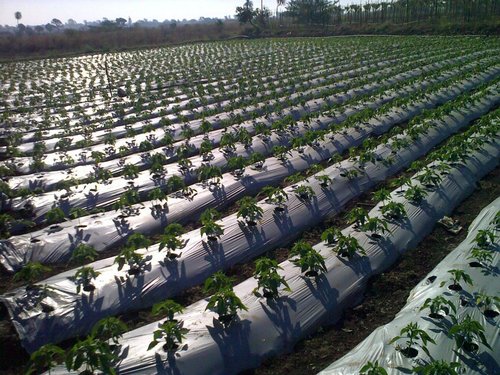 Garden Mulching Paper Sheet