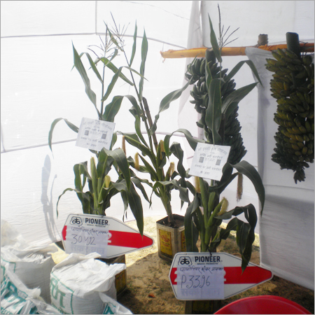 Organic Fresh Fruits