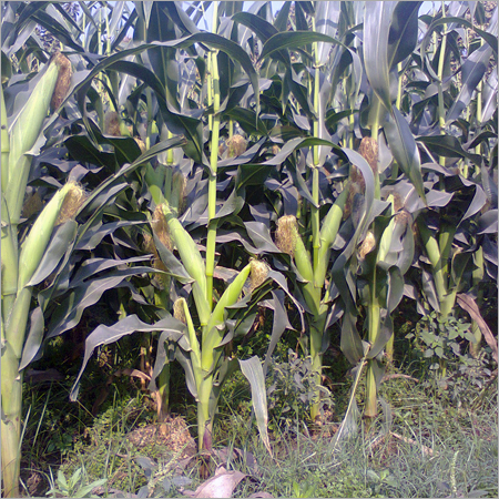 Sugar Cane Plant