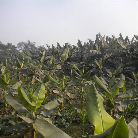 Banana Plant