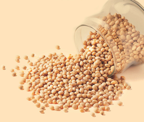 soyabean