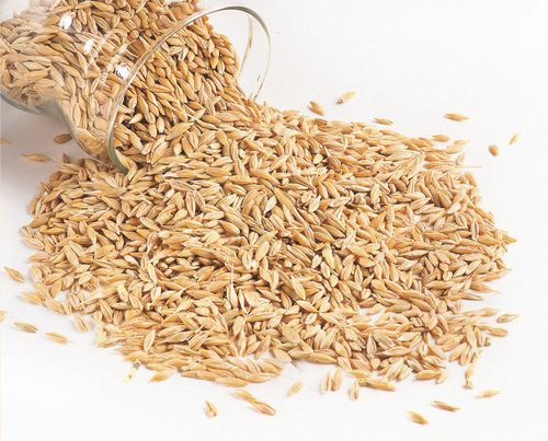 Barley