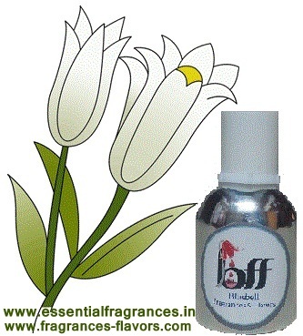 Green Champa Perfume Oil