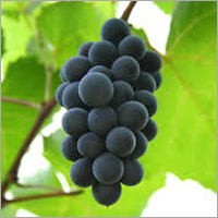 Black Grapes