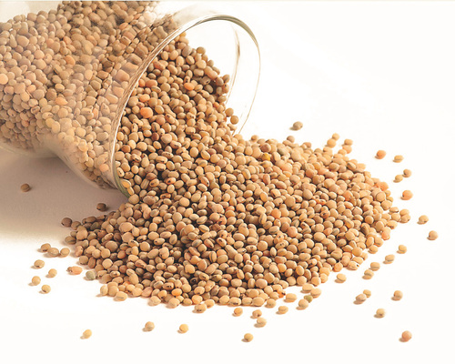 Sorghum