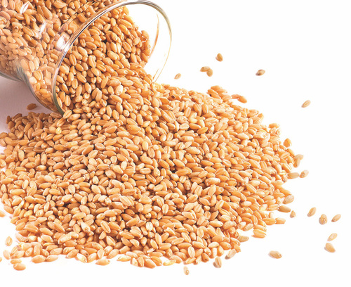 Wheat