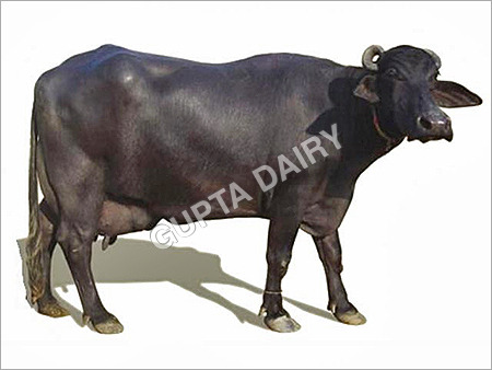Murrah Buffalo - Adult Female Jet Black Dairy Breed | 2500-3500 Liters Lactation, Long Neck, Tightly Curved Horns, Alert Ears