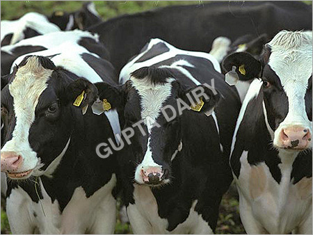 Holstein Friesian Calf