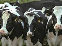 Holstein Friesian Calf