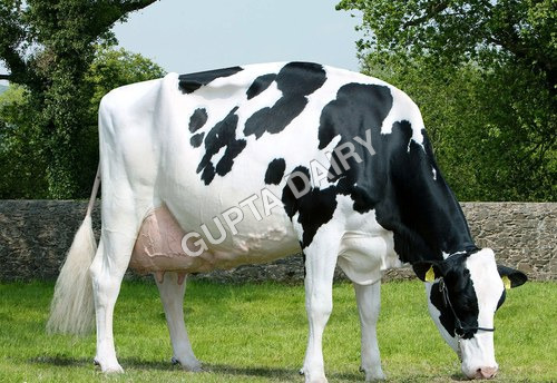HF Cow
