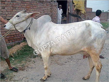 Hariana Cow - Color: White