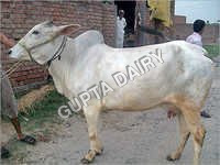Hariana Cow - Color: White
