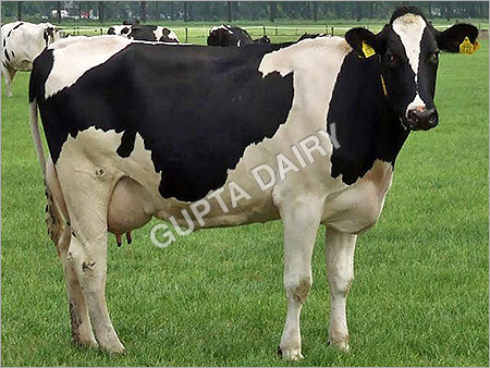 Holstein Cow